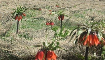 اردوی فرهنگی تفریحی خوانسار گلپایگان  ویژه دانشجویان دختر دانشگاه کاشان