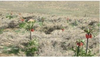 برگزاری اردوی یکروزه تفریحی خوانسار- گلپایگان
